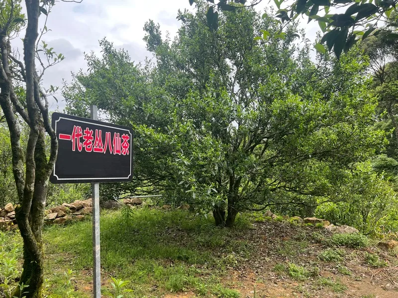 一代八仙凤凰单丛茶