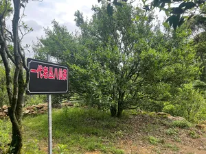 一代八仙凤凰单丛茶