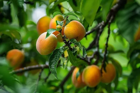 杏树黄杏果树摄影图