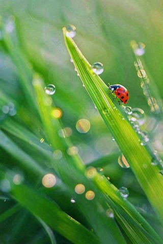 绿叶草丛露珠瓢虫昆虫雨水谷雨惊蛰摄影图