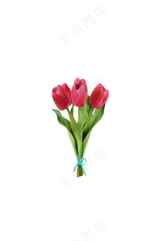红色郁金香 免抠
