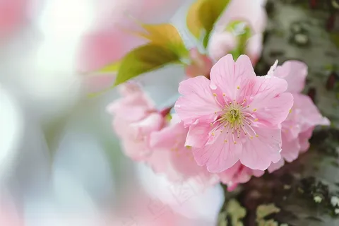 春日樱花花朵摄影图 春日樱花花朵摄影图