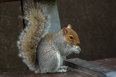 户外可爱松鼠动物 户外可爱松鼠动物