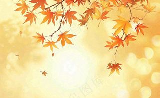 秋天红了的枫叶枫树落叶飘零立秋秋分黄色卡通插画背景