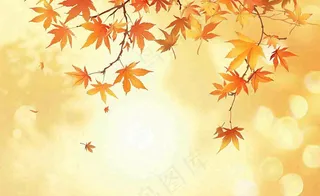 秋天红了的枫叶枫树落叶飘零立秋秋分黄色卡通插画背景