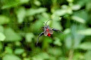 蜘蛛网中的神秘访客