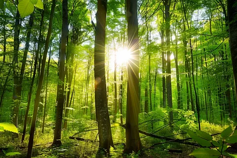 山林森林阳光绿色大自然风景摄影图