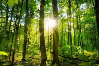 山林森林阳光绿色大自然风景摄影图