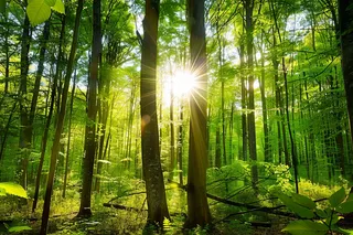 山林森林阳光绿色大自然风景摄影图