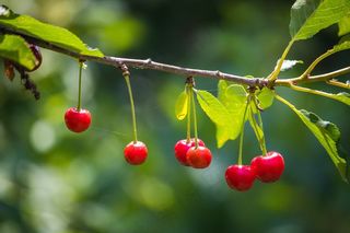 红色水果成熟的红醋栗植物4