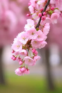 粉梅花春天桃花樱花树枝抽新芽摄影图