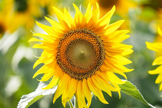 向日葵向阳鲜花摄影图