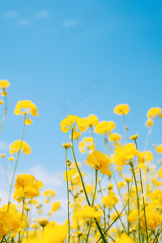 春天油菜花田黄色花雨水节气摄影图