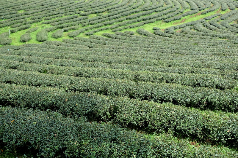 户外茶叶茶园