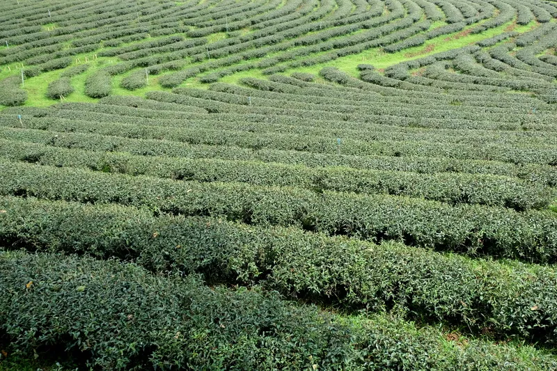户外茶叶茶园