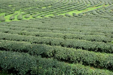 户外茶叶茶园 户外茶叶茶园