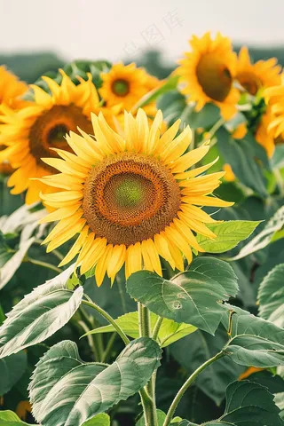 向日葵向阳鲜花摄影图