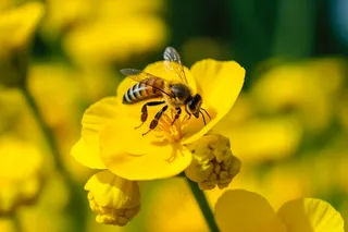 春天油菜花蜜蜂采蜜摄影图