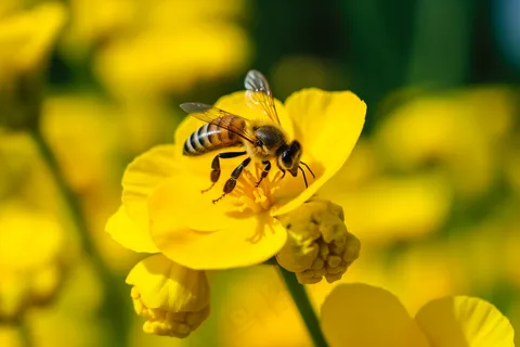 春天油菜花蜜蜂采蜜摄影图 春天油菜花蜜蜂采蜜摄影图