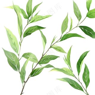 绿叶热带植物手绘插画插图免抠