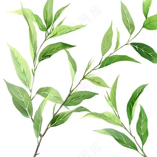 绿叶热带植物手绘插画插图免抠