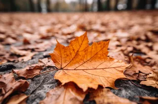 秋天落叶公路道路上摄影图