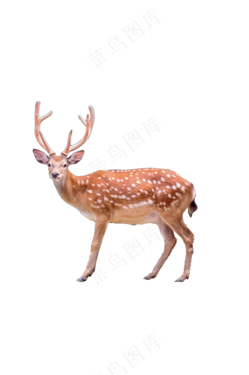 梅花鹿1 免抠