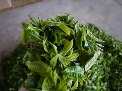 户外茶叶茶园 户外茶叶茶园