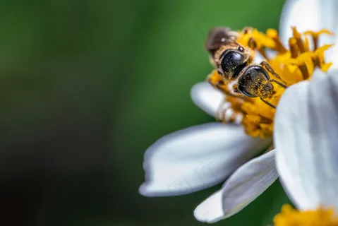 微观世界之花的使者 微观世界之花的使者