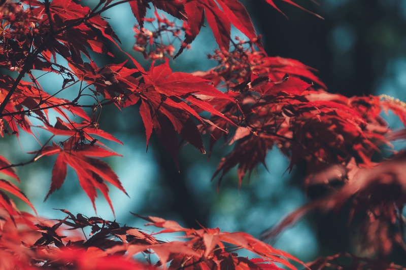 红色枫叶树叶