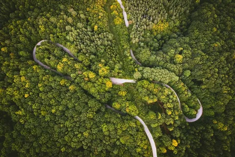 蜿蜒曲折的森林小路 蜿蜒曲折的森林小路