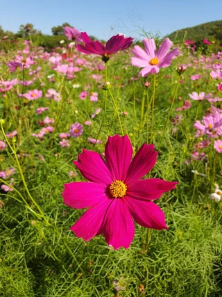 花园植物红色花朵盛开3