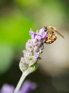 辛勤采蜜图 辛勤采蜜图