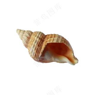 免扣向下的海螺