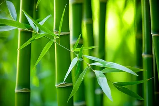 竹叶竹子绿意盎然摄影图