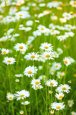 春天白色小雏菊花丛摄影图