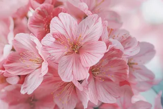 春日樱花花朵摄影图