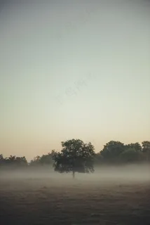 云雾森林图片 云雾森林图片