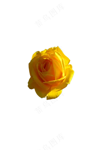 黄色月季 免抠
