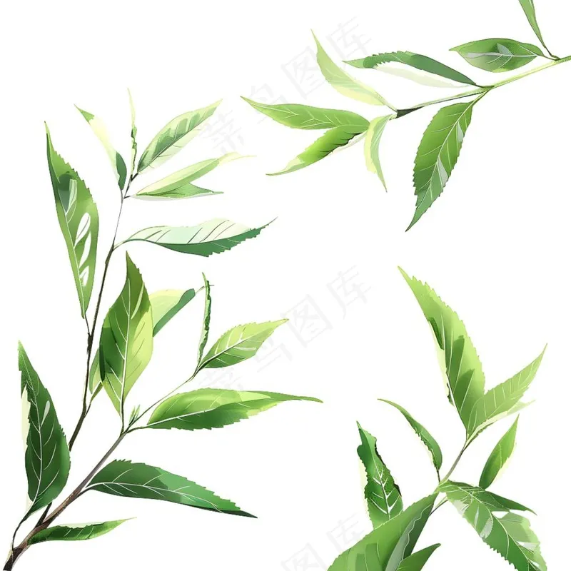 绿叶热带植物手绘插画插图免抠(1900x1900)