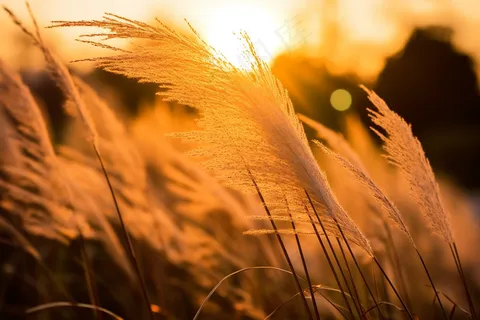 芦苇荡夕阳下美丽芦苇花摄影图