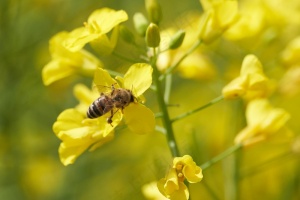 蜜蜂油菜花采蜜