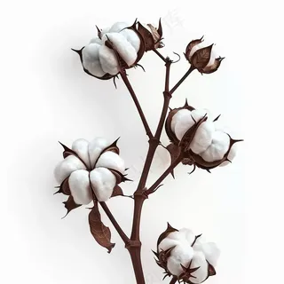 棉花成熟花束白色背景摄影图