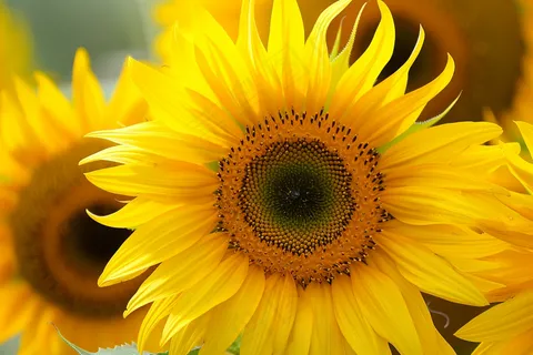 向日葵向阳鲜花摄影图