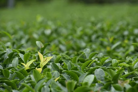 户外茶叶茶园 户外茶叶茶园