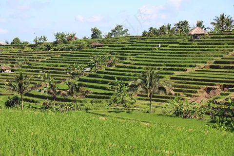 稻田稻穗图片 稻田稻穗图片