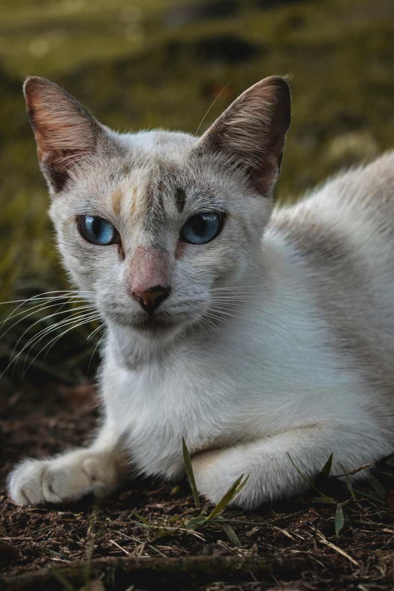猫咪小猫动物