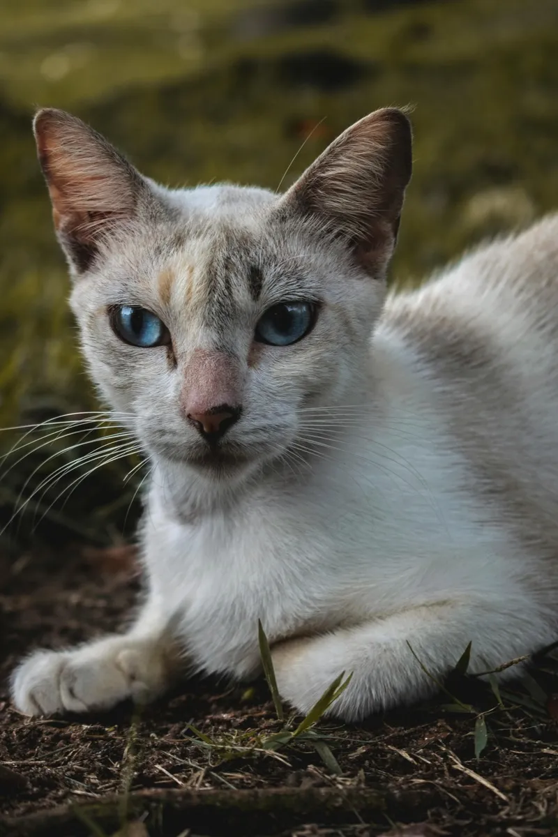 猫咪小猫动物