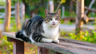 猫咪宠物猫可爱动物摄影图