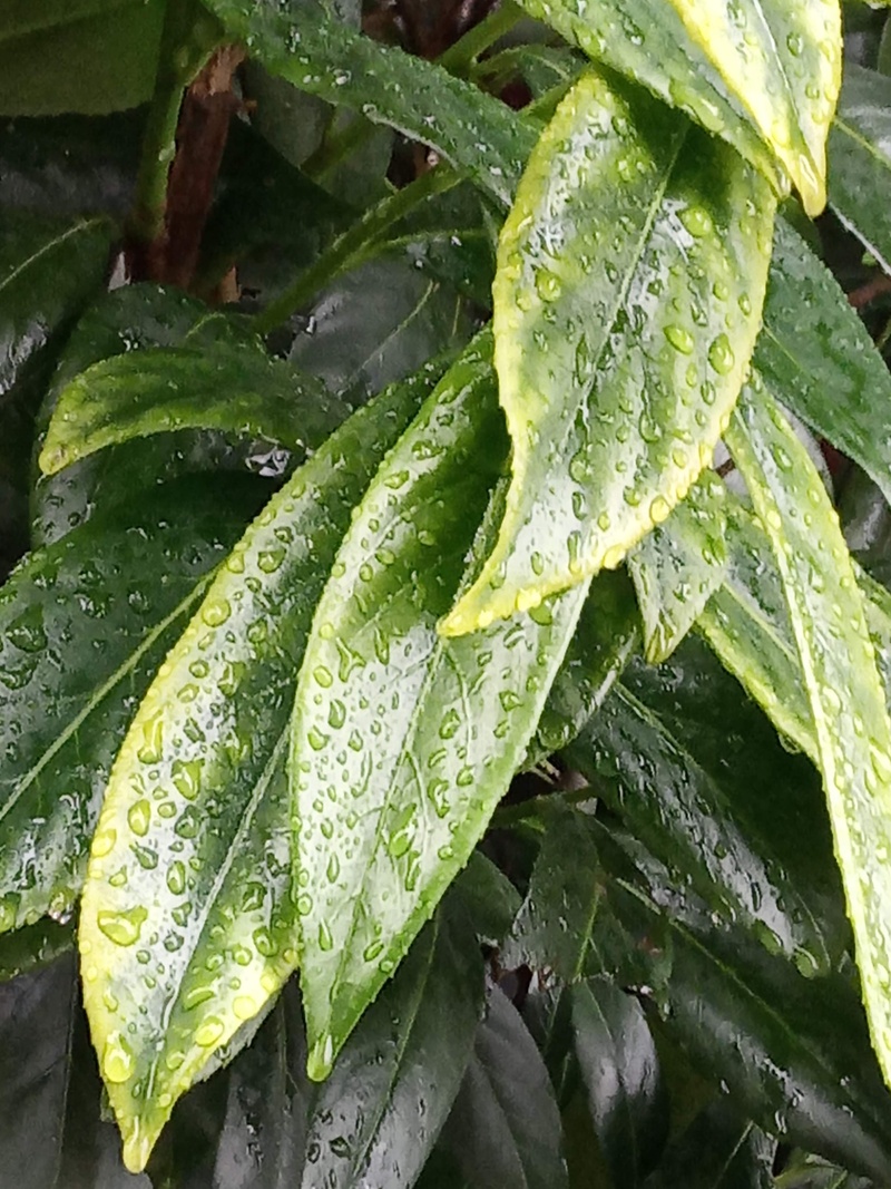 户外绿色茶叶